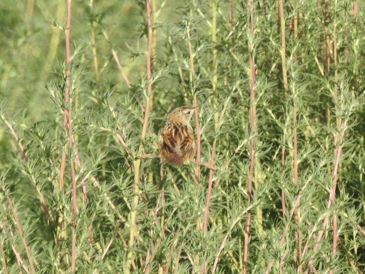 Grass Wren - ML646402310