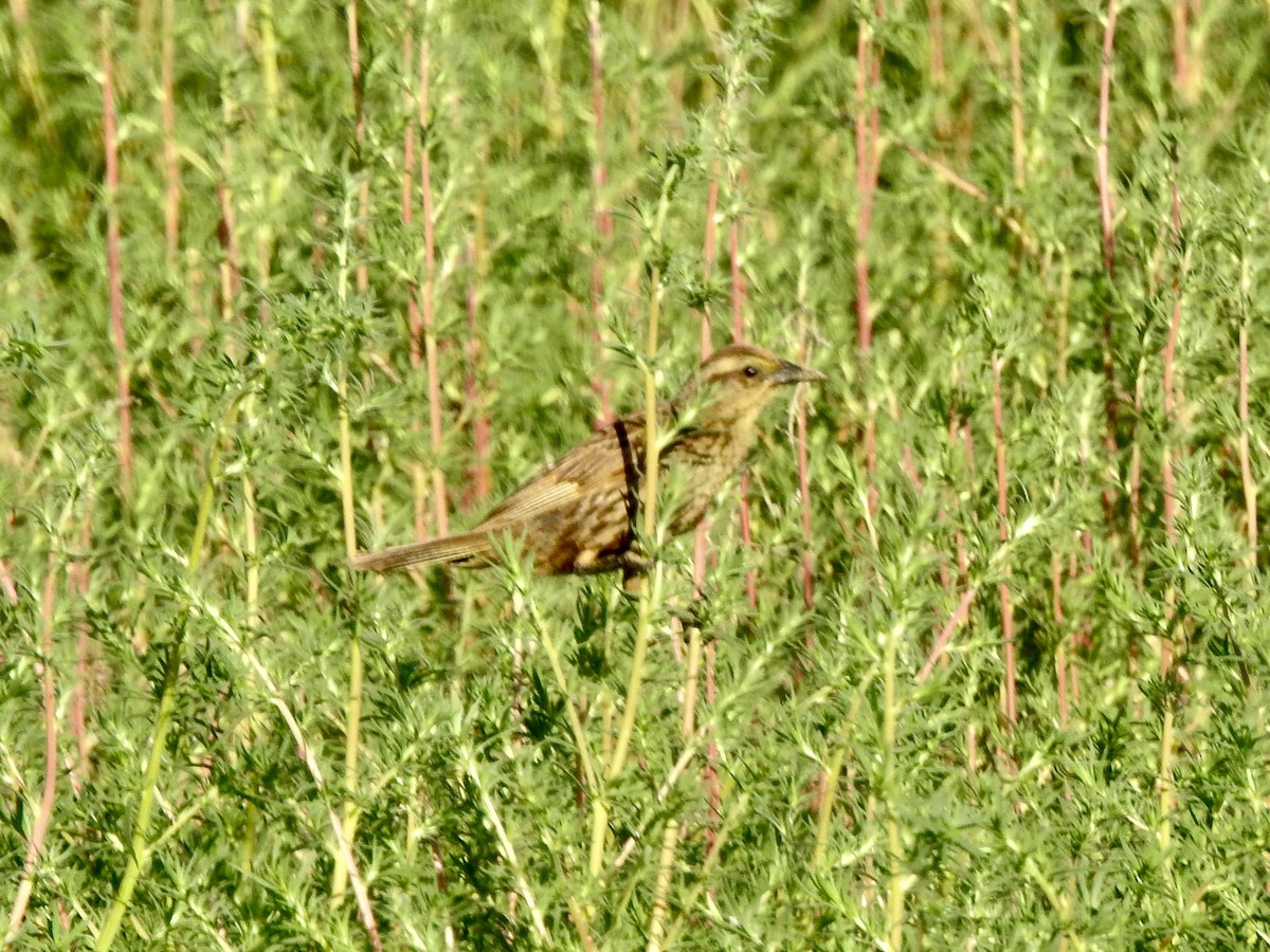 Yellow-winged Blackbird - ML646402311