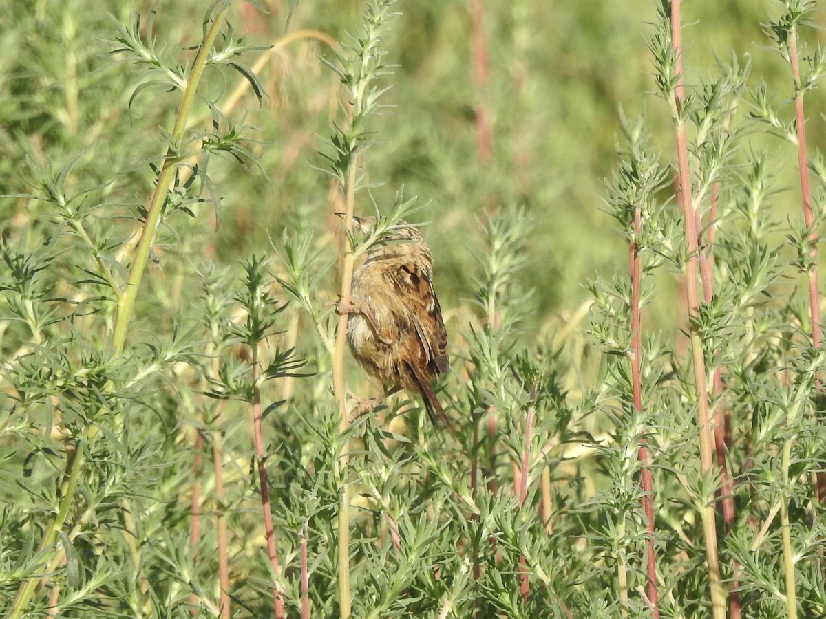 Grass Wren - ML646402312