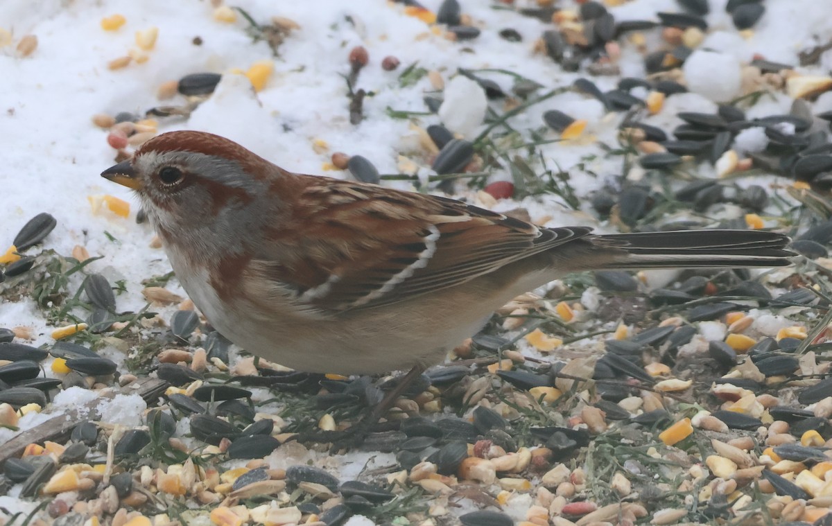 American Tree Sparrow - ML646402315