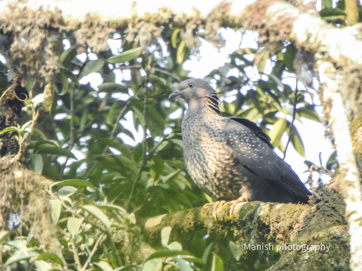 holub šupinkatý - ML646402316