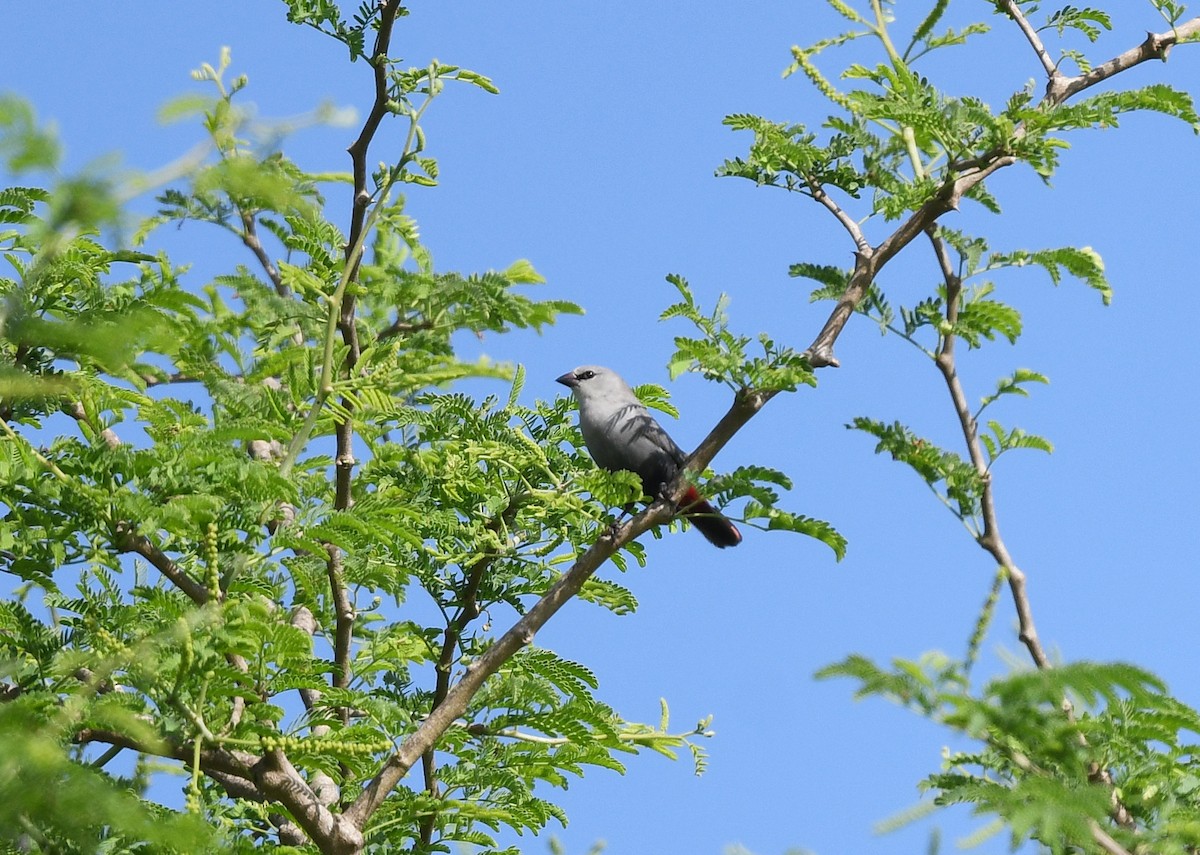 Lavender Waxbill - ML646402317