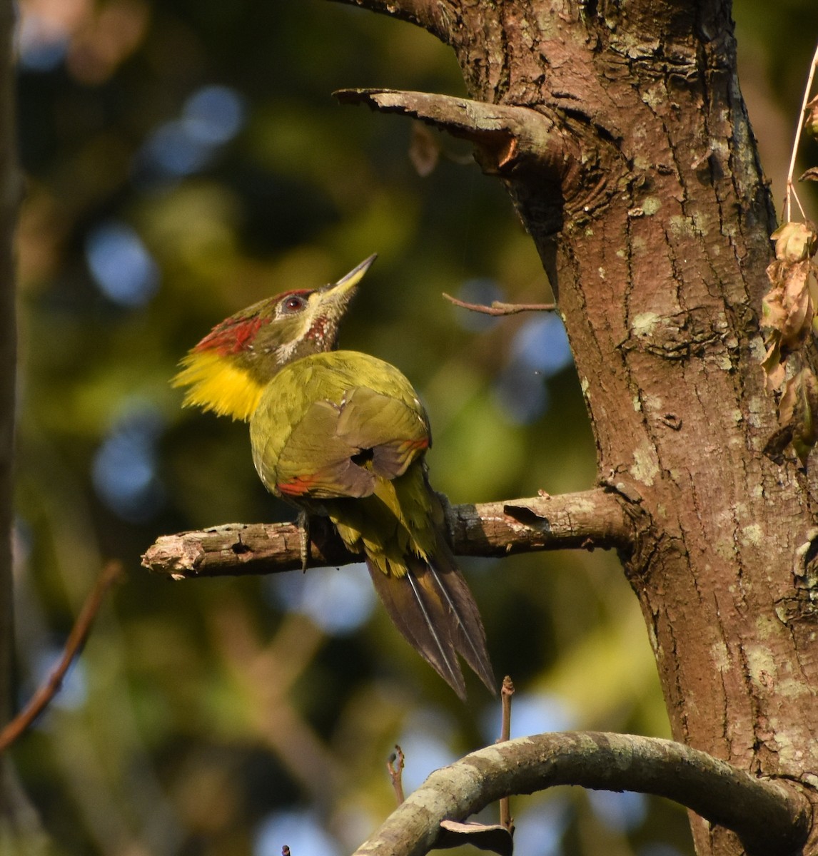 ildnakkespett - ML646402318