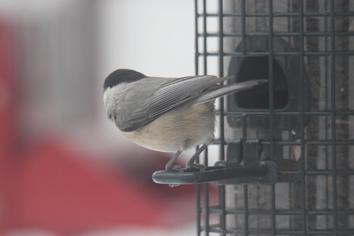 カロライナコガラ - ML646402320