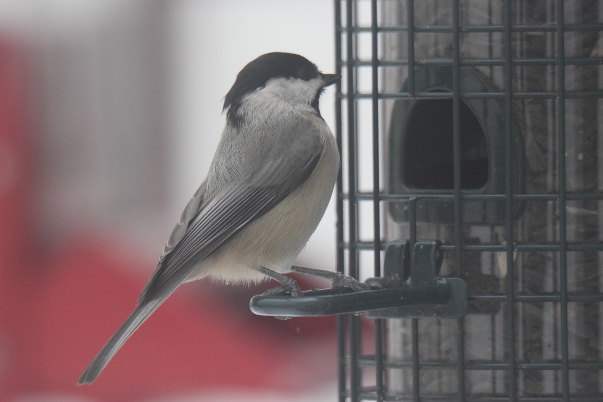 カロライナコガラ - ML646402322