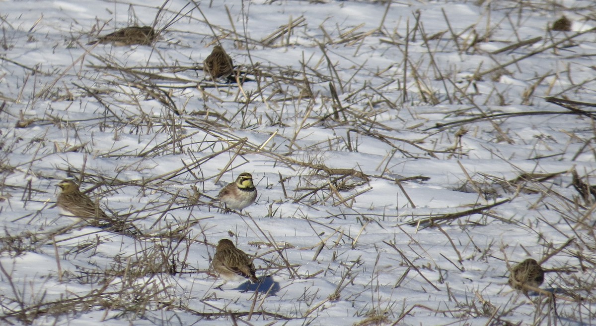 Horned Lark - ML646402324