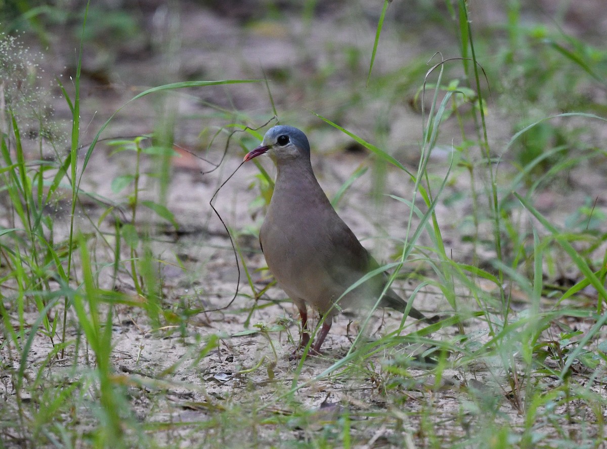 Blue-spotted Wood-Dove - ML646402326