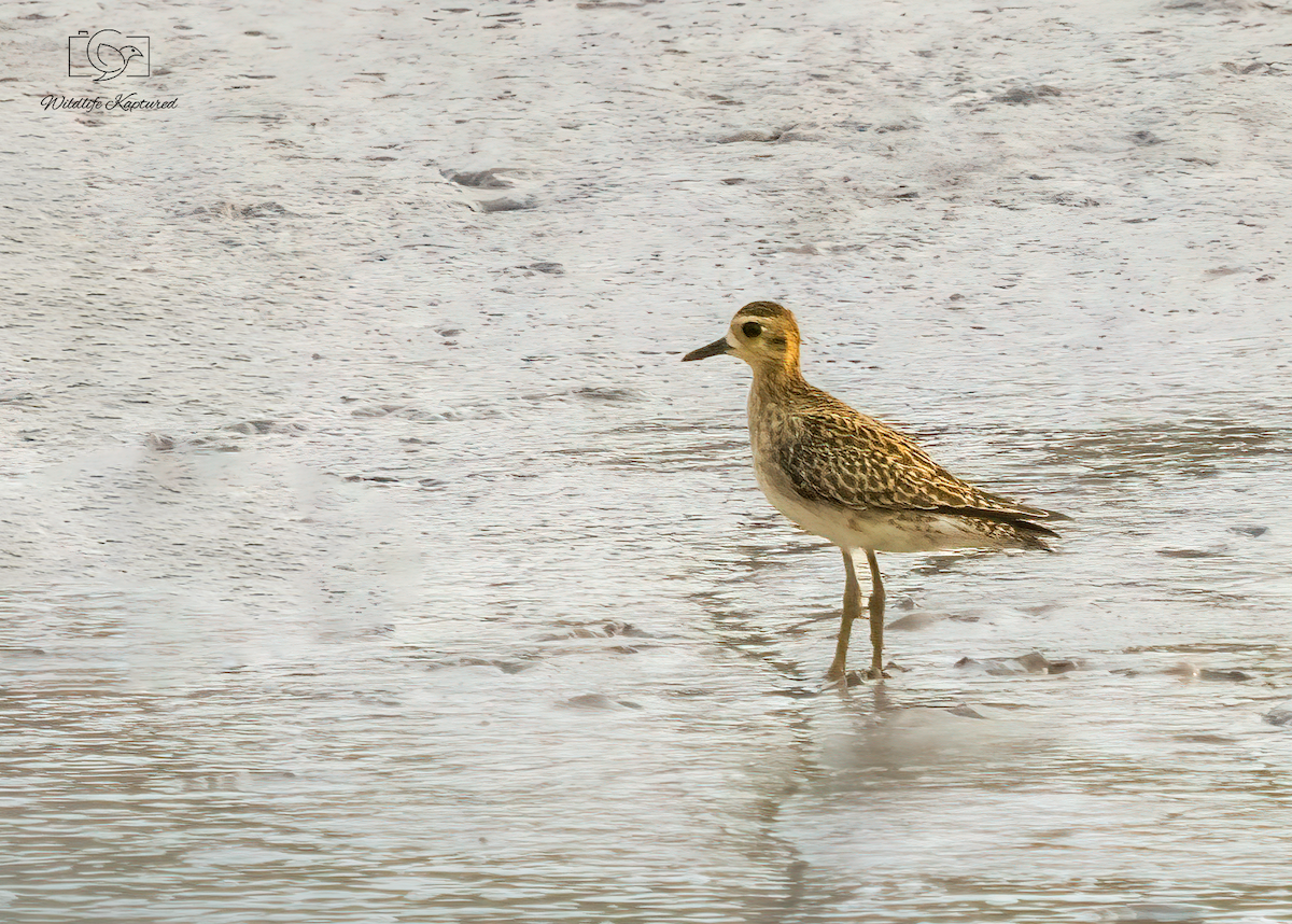 Pacific Golden-Plover - ML646402329