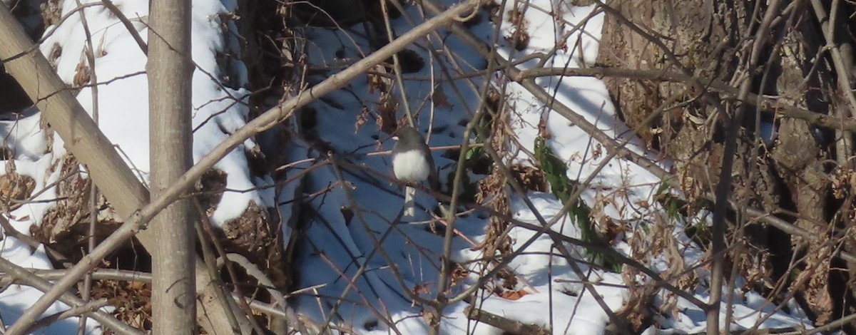 Dark-eyed Junco - ML646402330