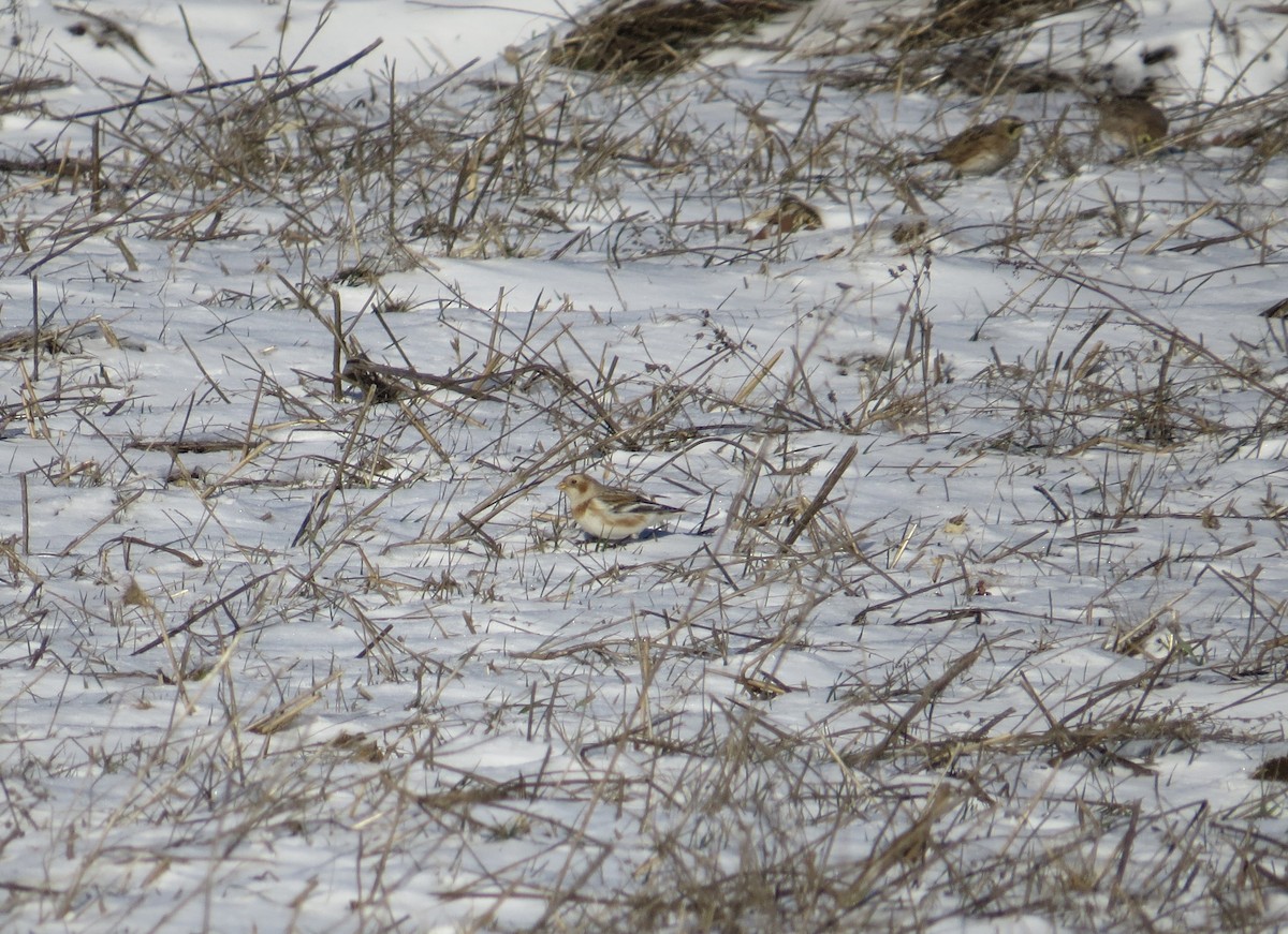 Snow Bunting - ML646402331