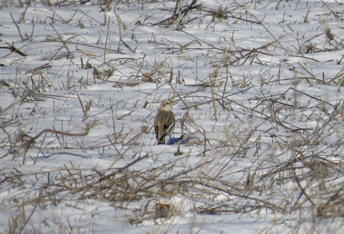 Snow Bunting - ML646402332
