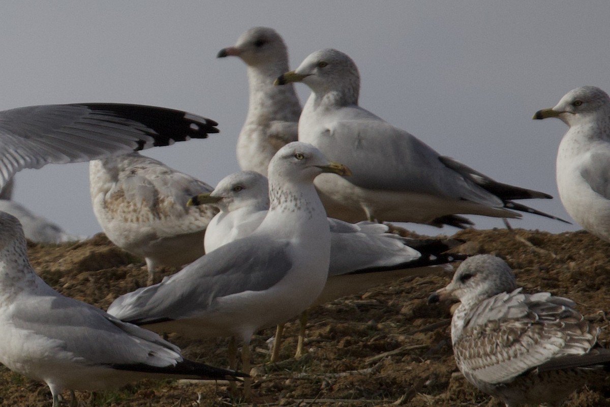 Ring-billed Gull - ML646402334