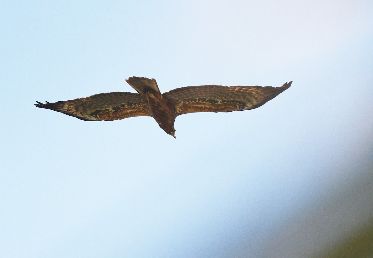 African Harrier-Hawk - ML646402335