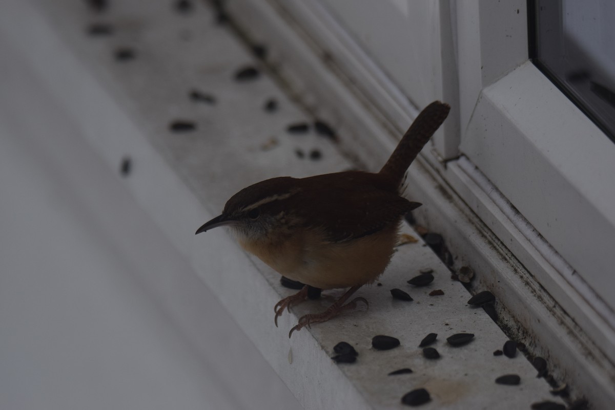 チャバラマユミソサザイ - ML646402337