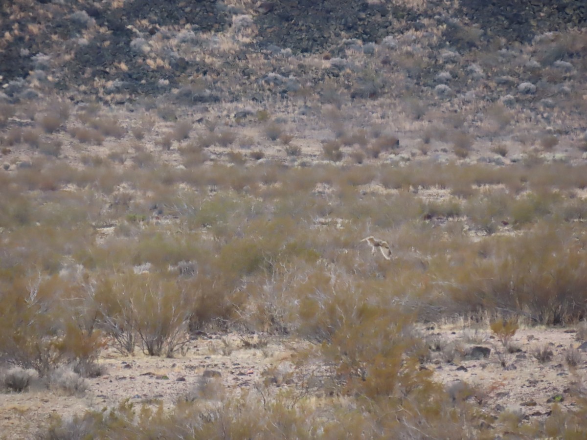 Short-eared Owl - ML646402342