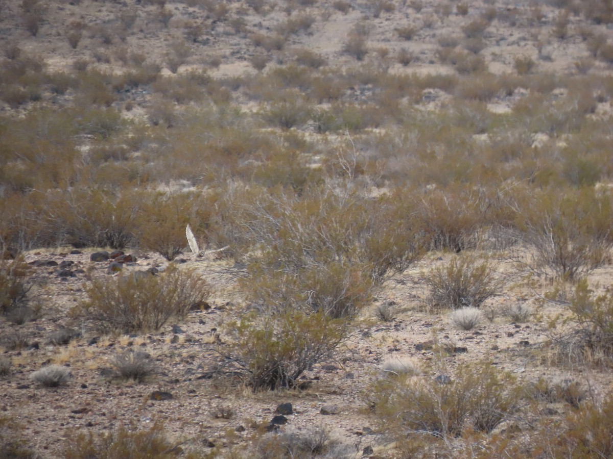 Short-eared Owl - ML646402343