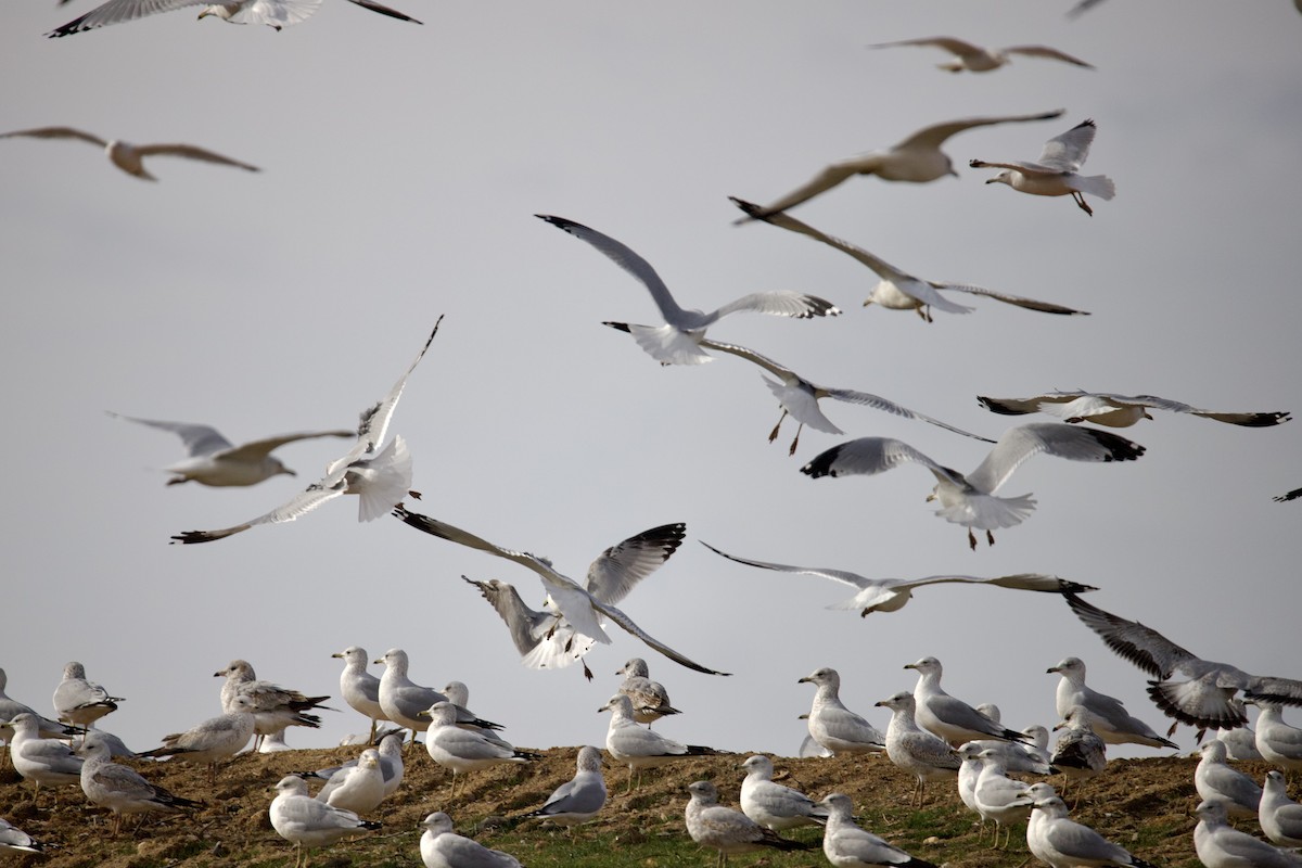 Möwe, unbestimmt - ML646402344