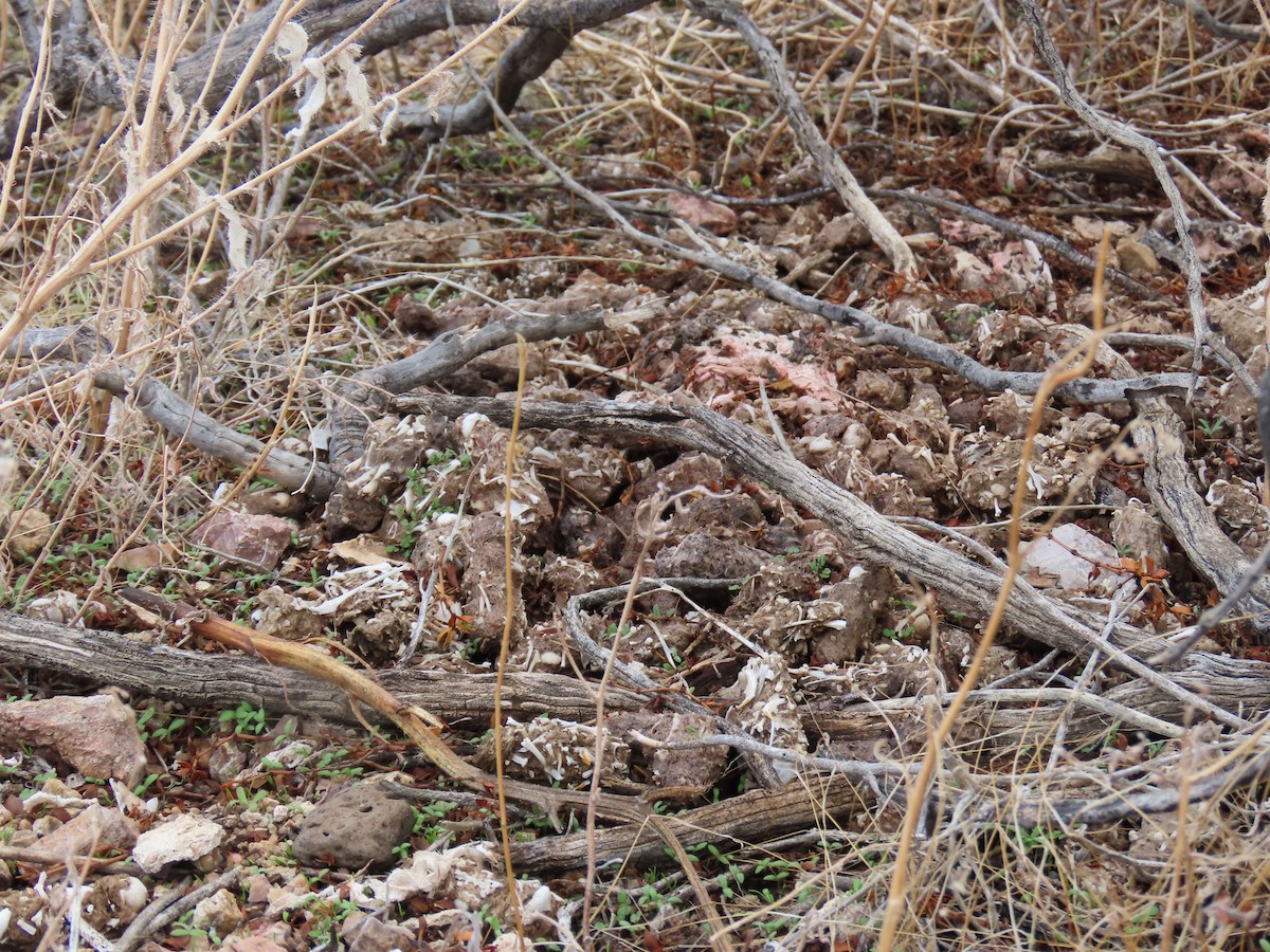 Short-eared Owl - ML646402346