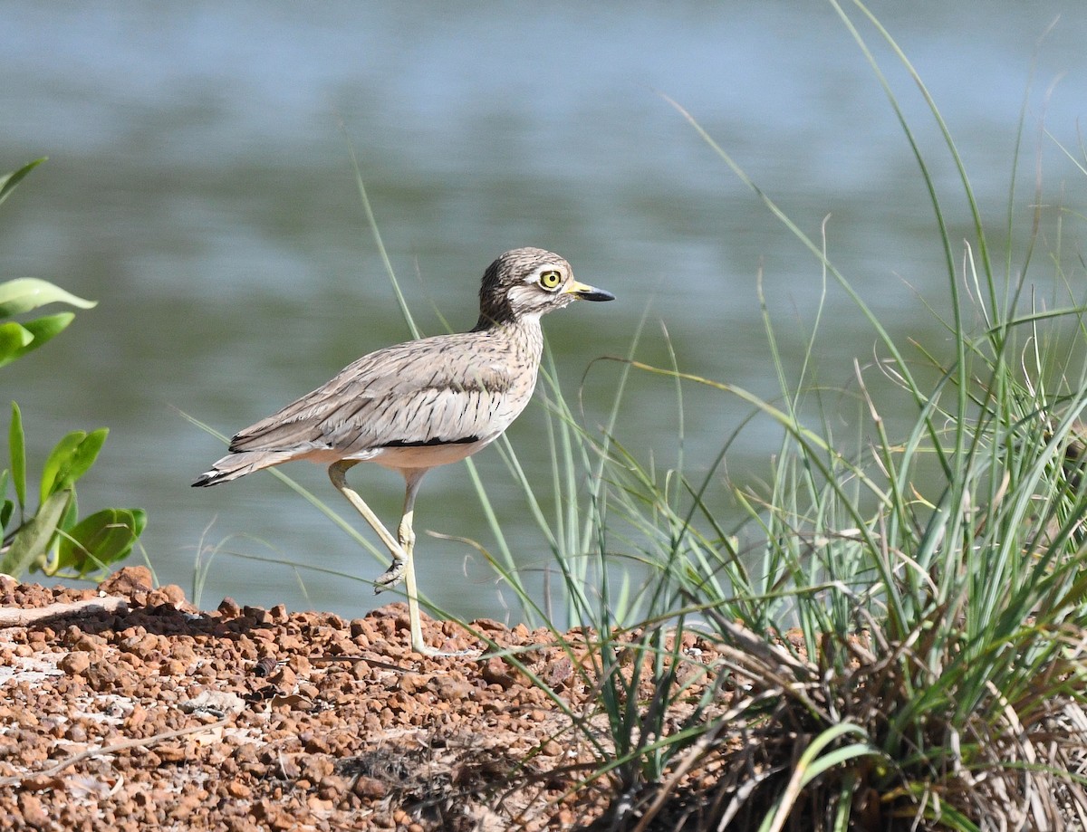 Senegal Thick-knee - ML646402347