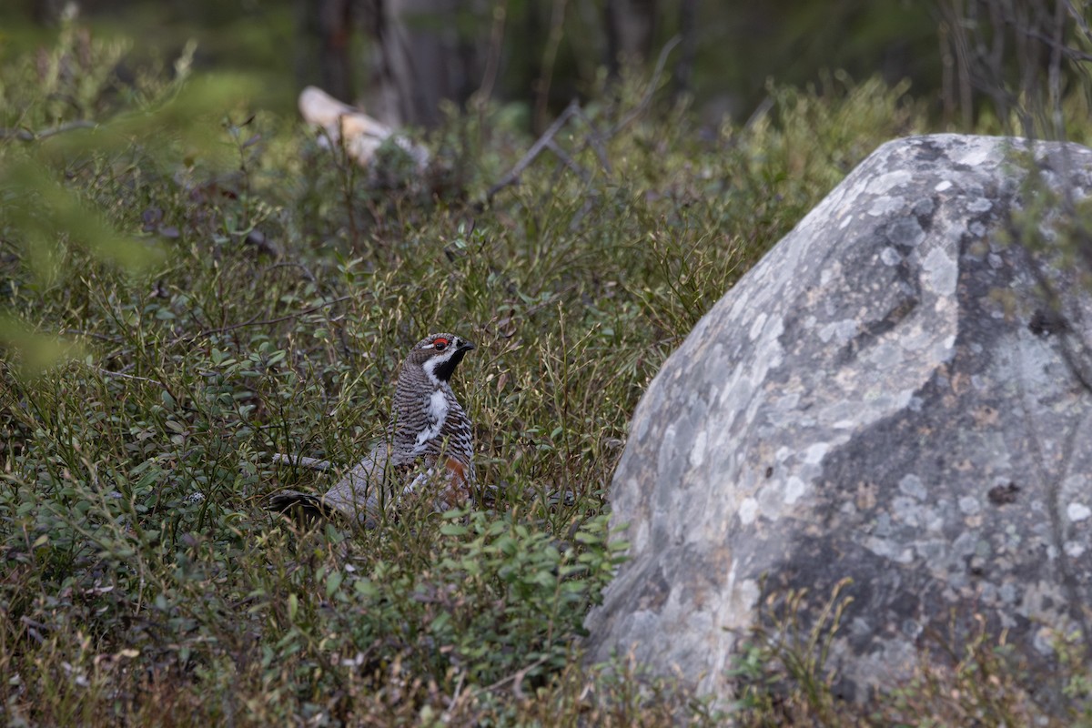 Hazel Grouse - ML646402349