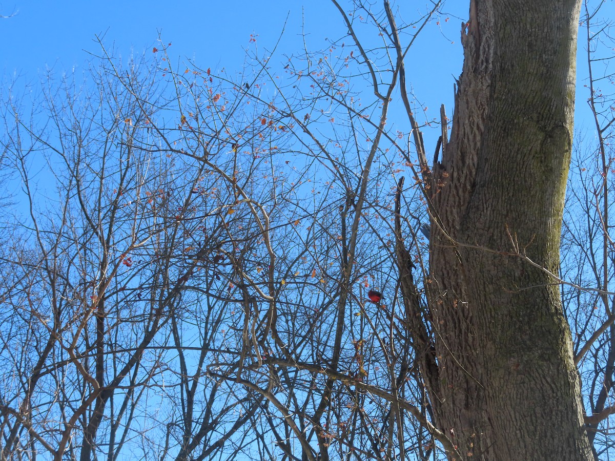 Northern Cardinal - ML646402350