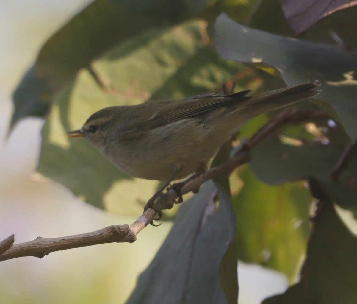 Greenish Warbler - ML646402353