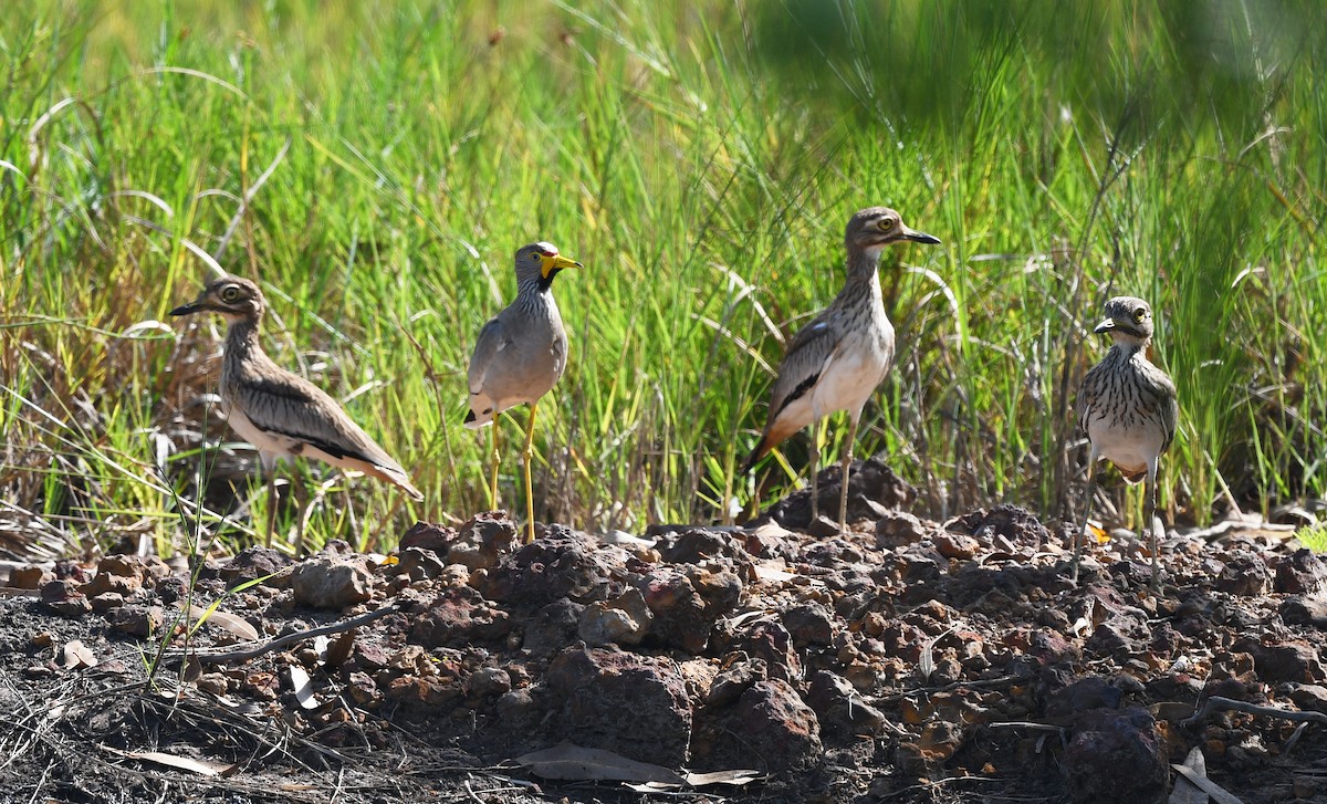 Wattled Lapwing - ML646402354