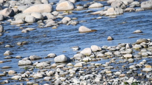 Ibisbill - ML646402357