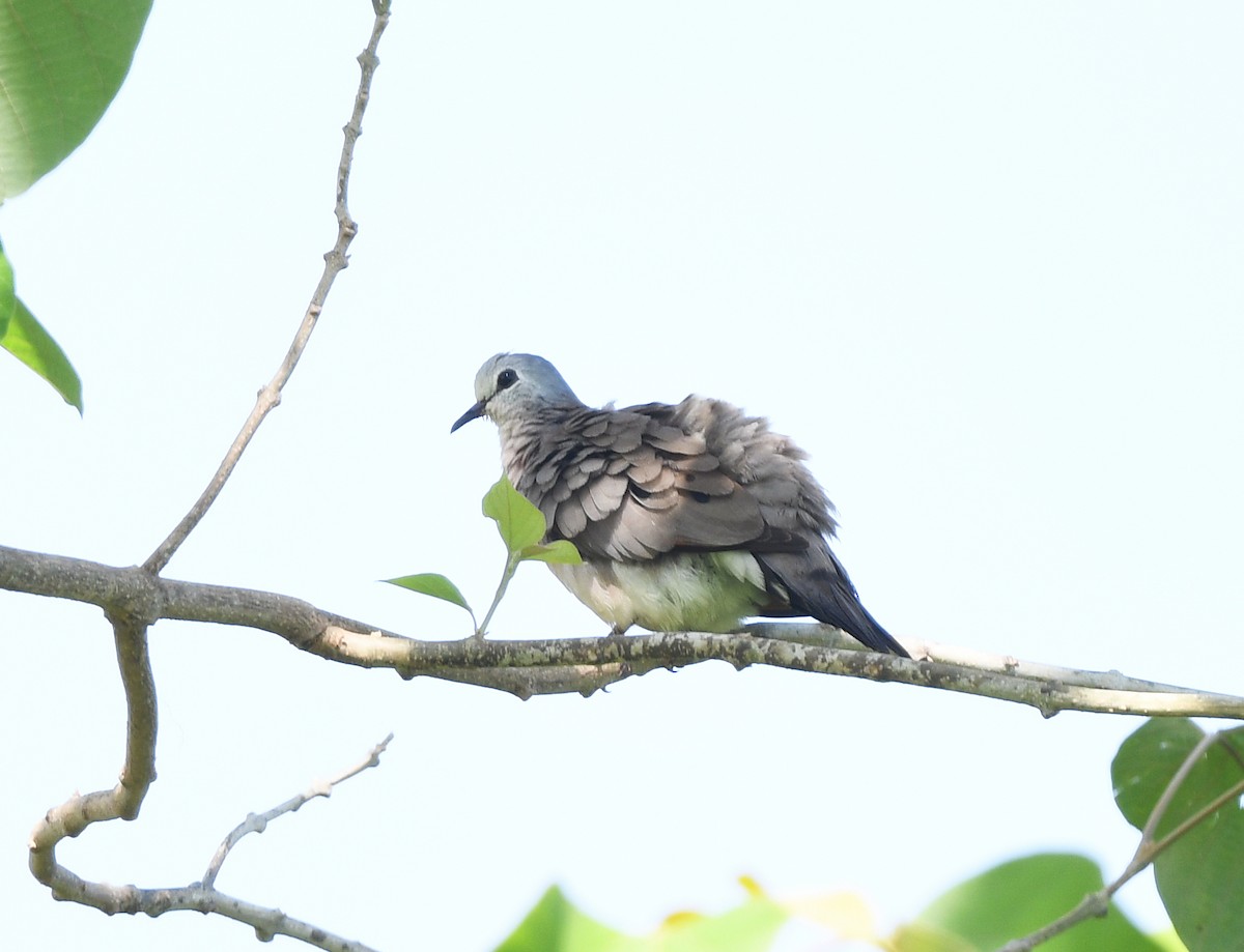 Black-billed Wood-Dove - ML646402371