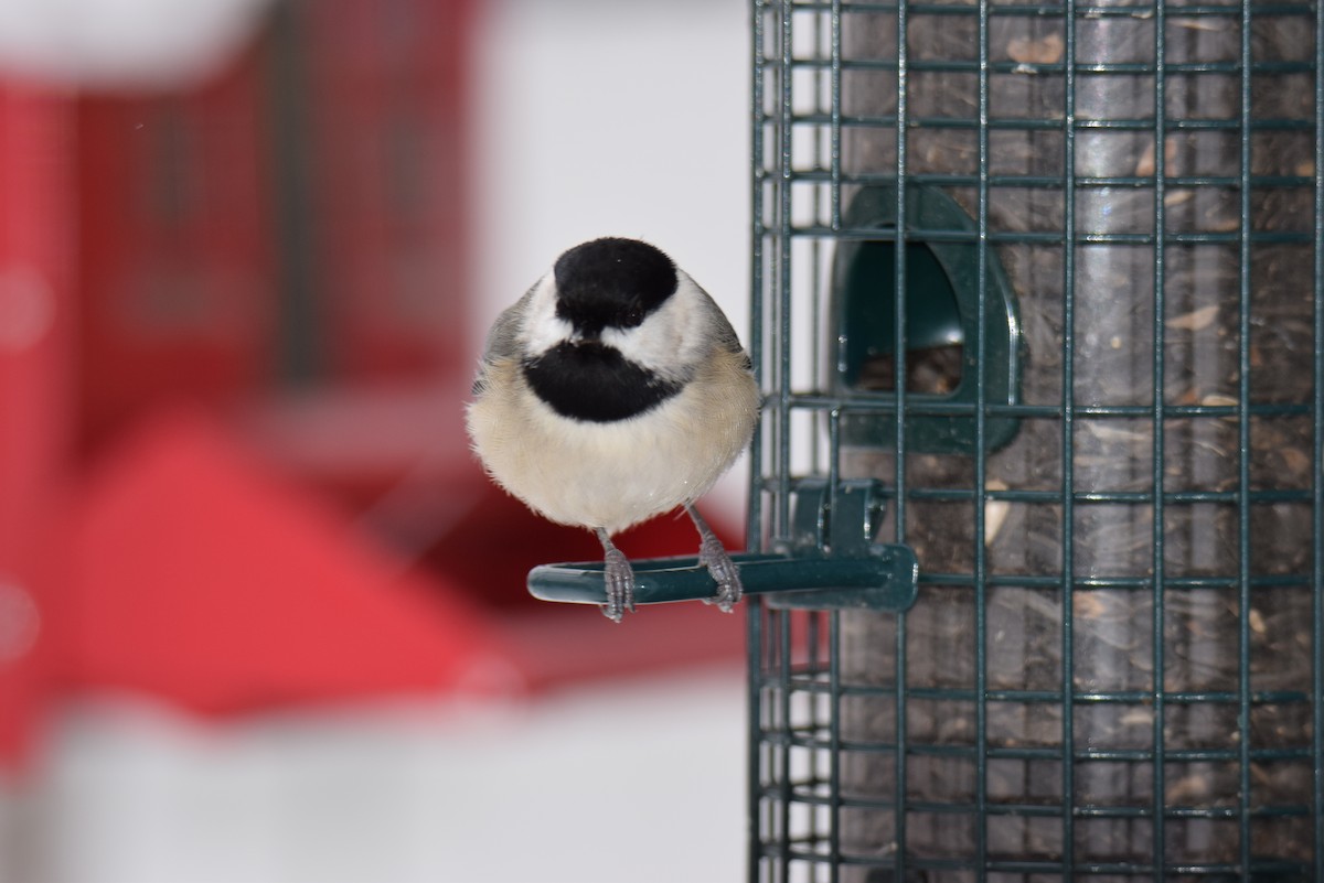 カロライナコガラ - ML646402374