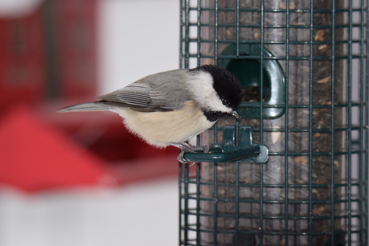 カロライナコガラ - ML646402375