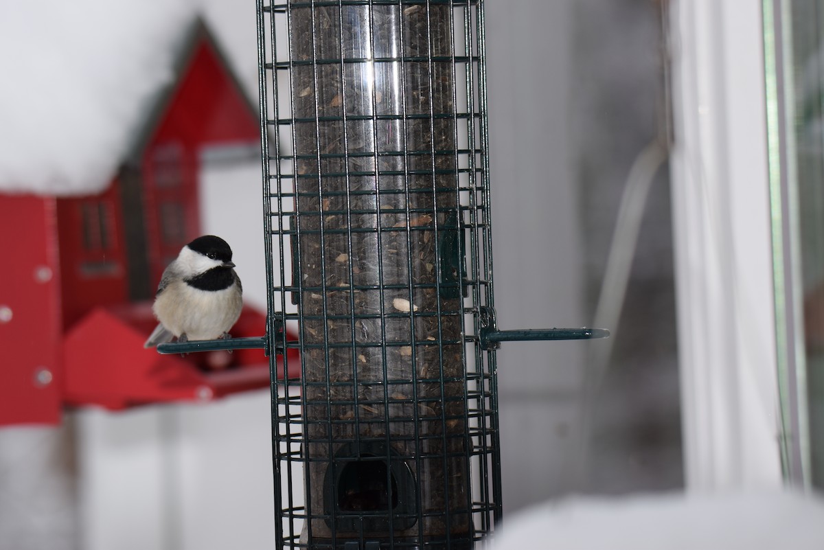 カロライナコガラ - ML646402376