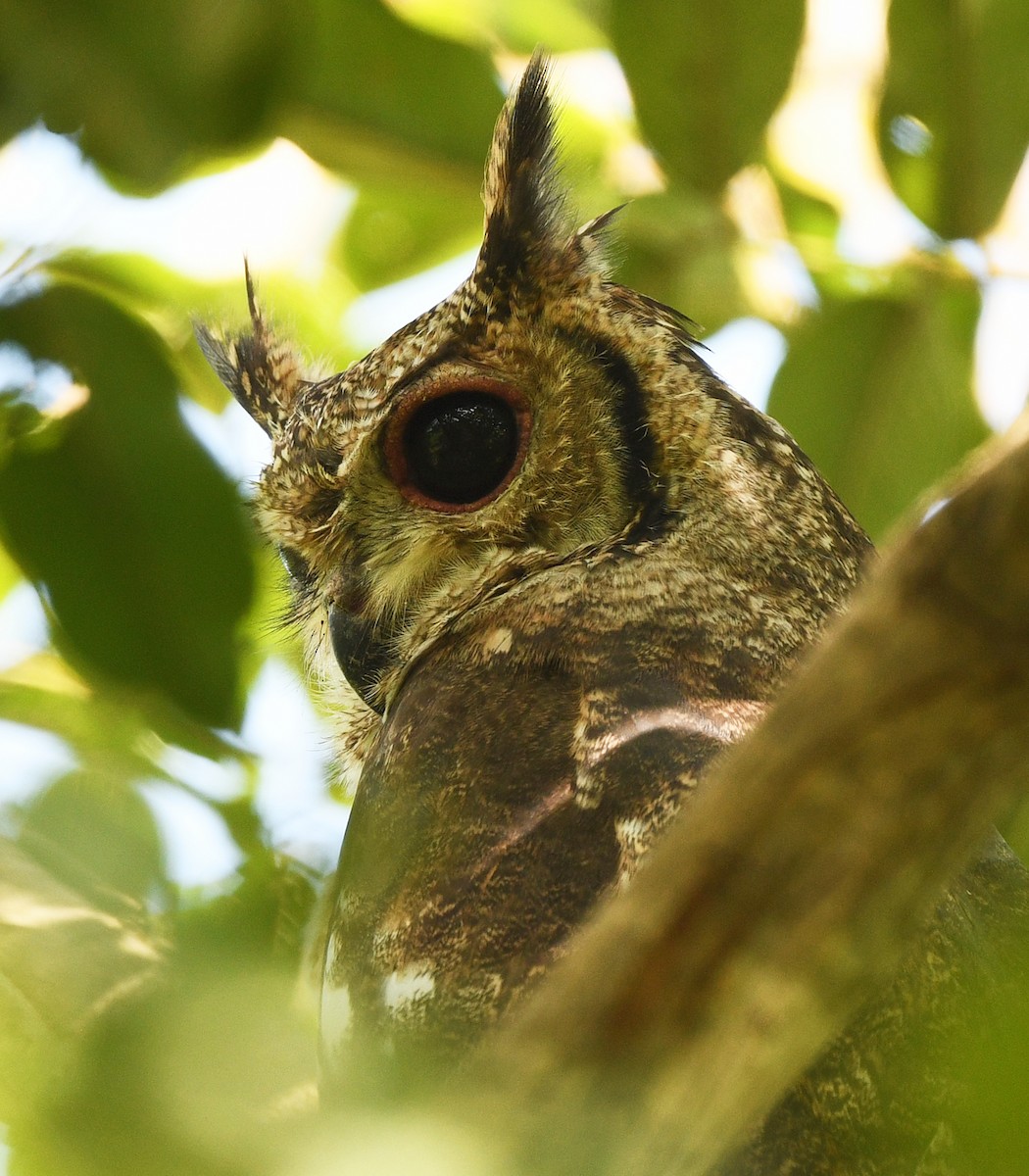 Grayish Eagle-Owl - ML646402381
