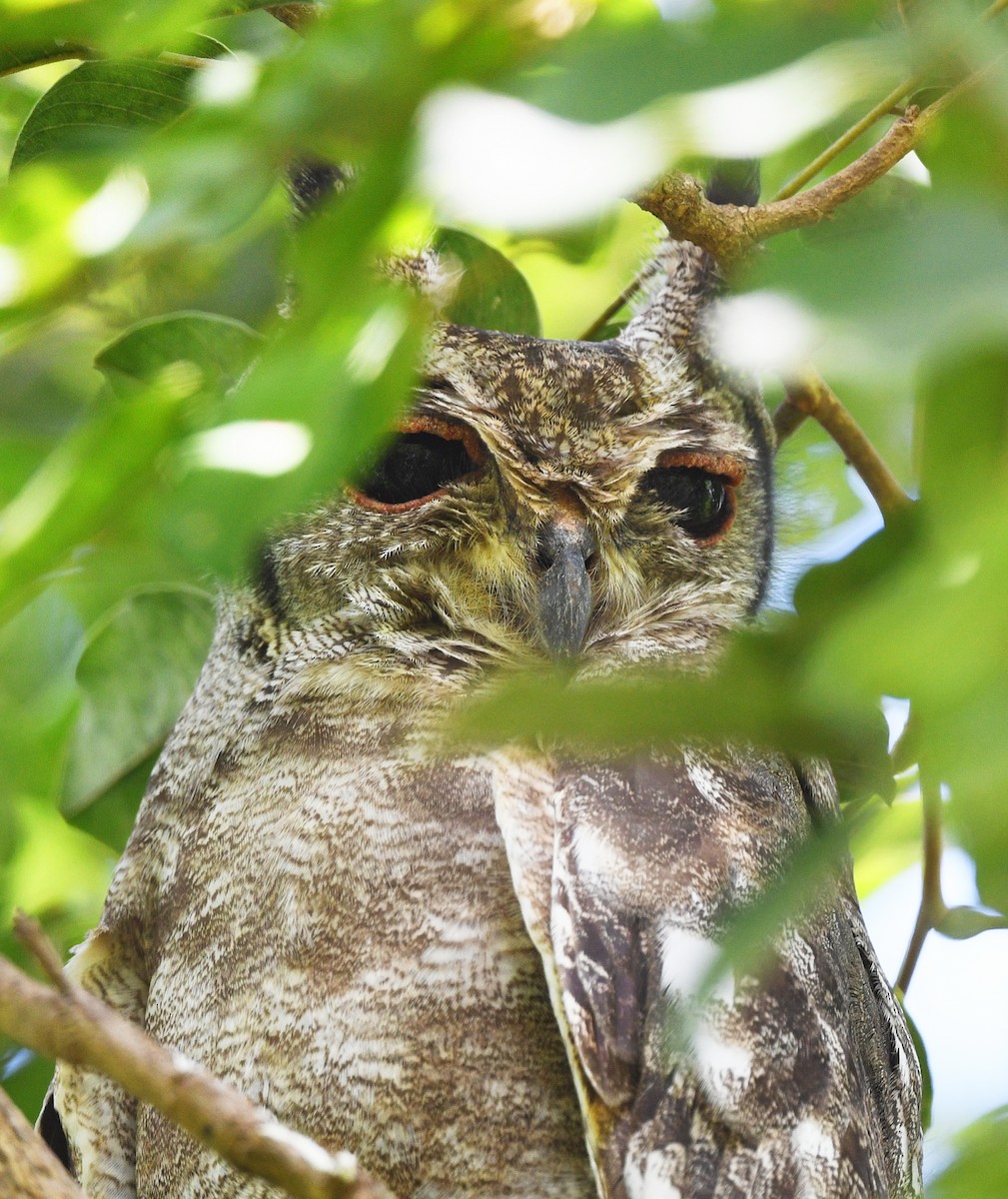 Grayish Eagle-Owl - ML646402382
