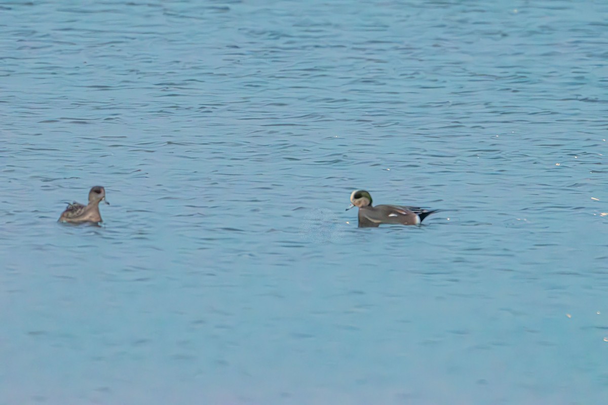 Fischione americano - ML646402386