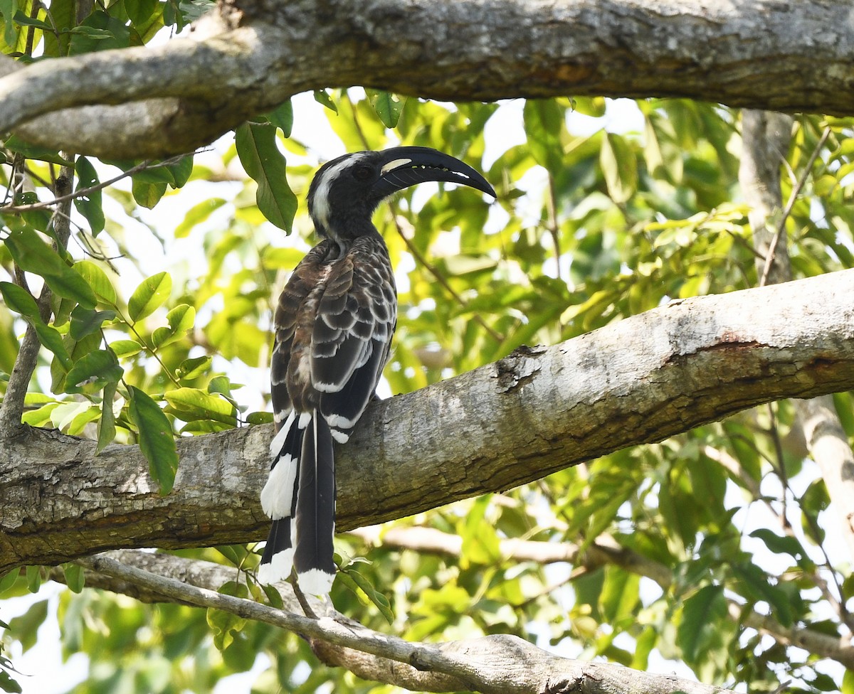 African Gray Hornbill - ML646402389