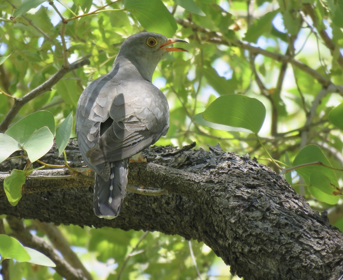 African Cuckoo - ML646402391