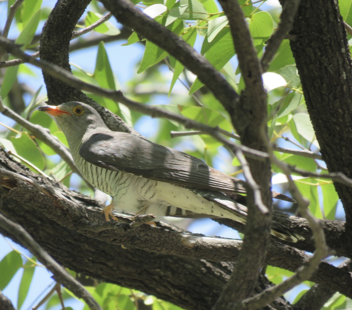 African Cuckoo - ML646402392