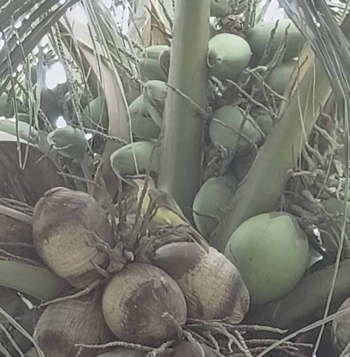 Cattle Tyrant - ML646402393