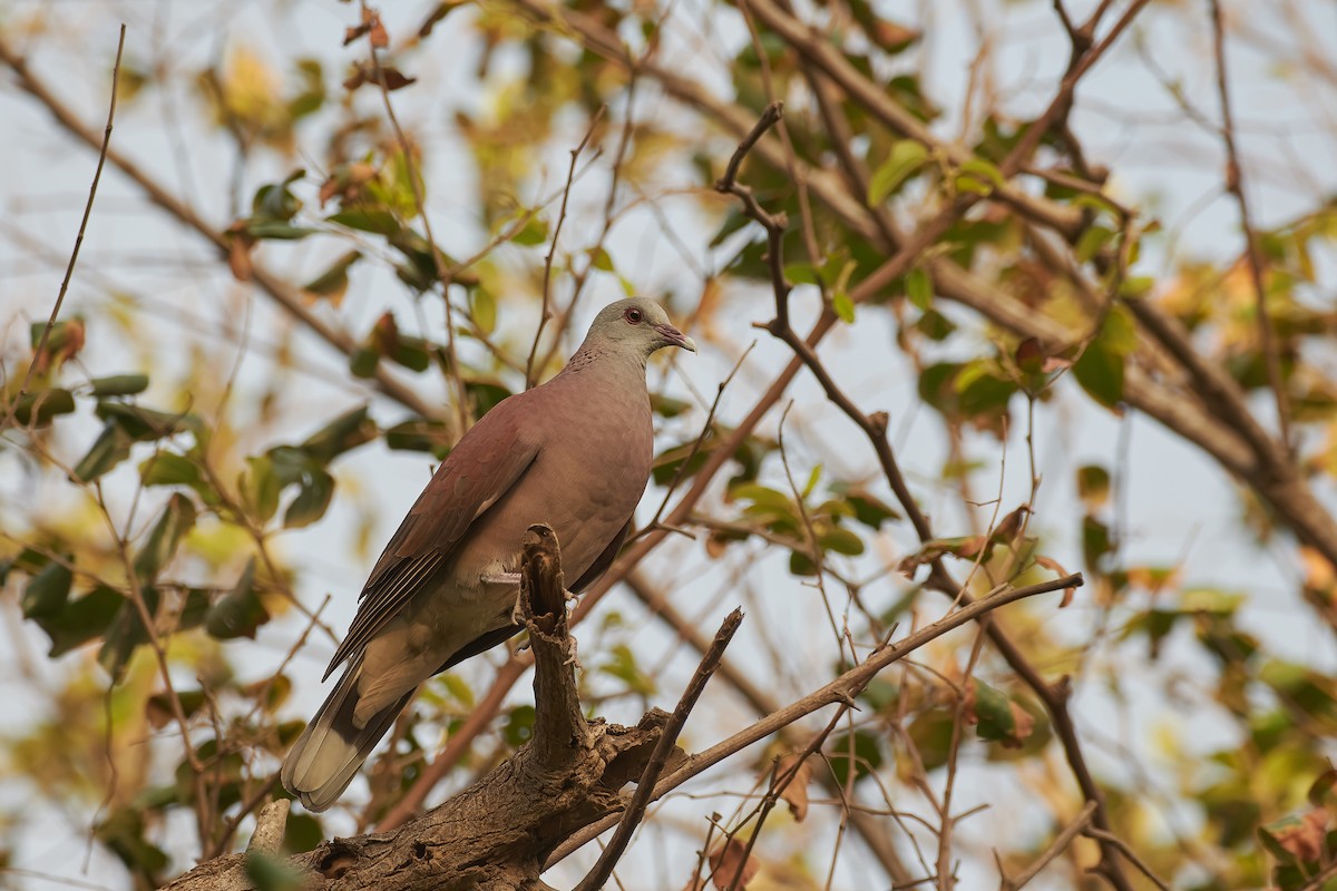 Malagasy Turtle-Dove - ML646402397
