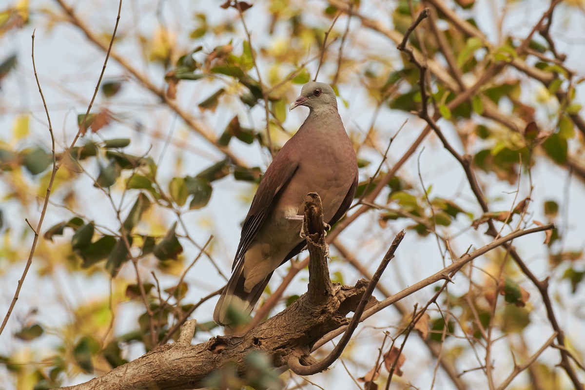 Malagasy Turtle-Dove - ML646402398