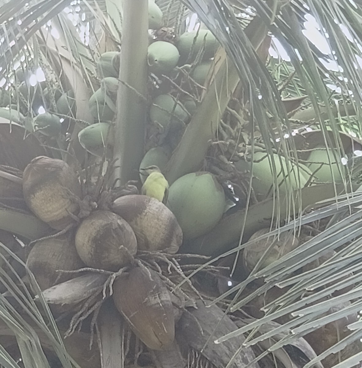 Cattle Tyrant - ML646402402