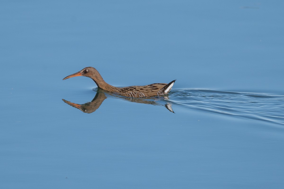 Ridgway's Rail - ML646402405