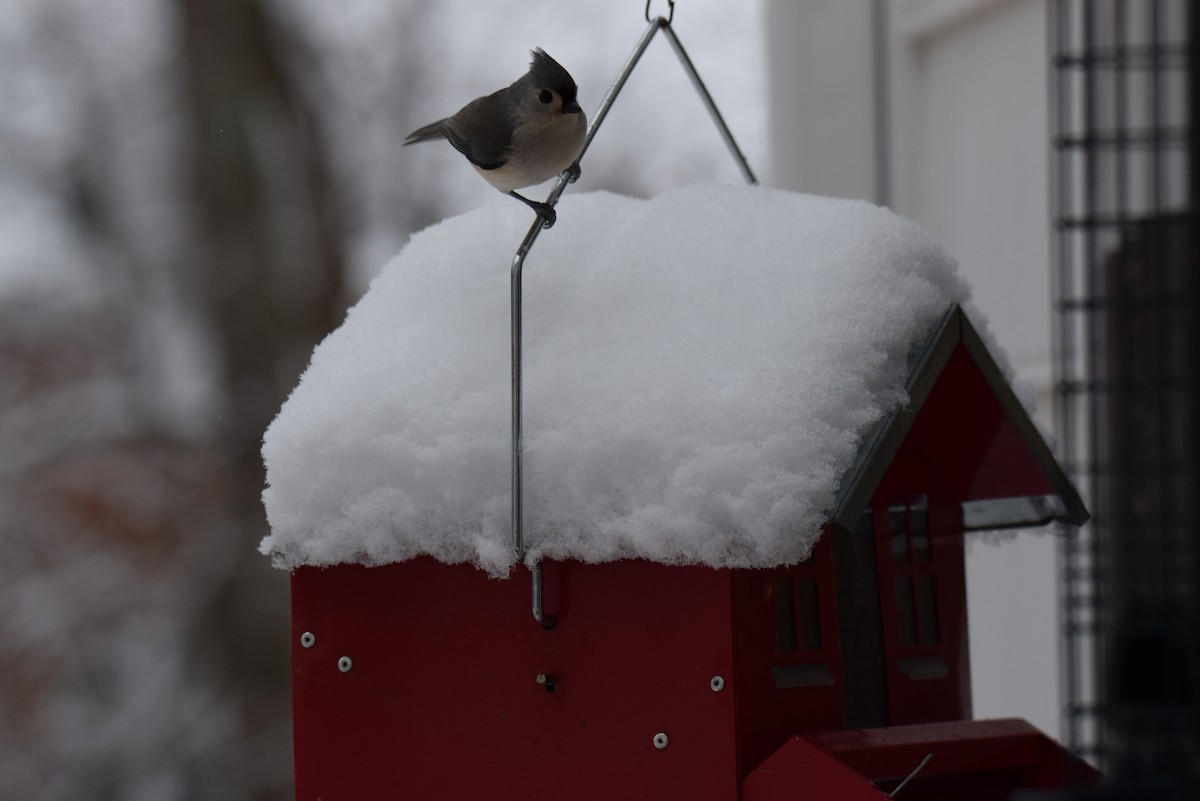 エボシガラ - ML646402406