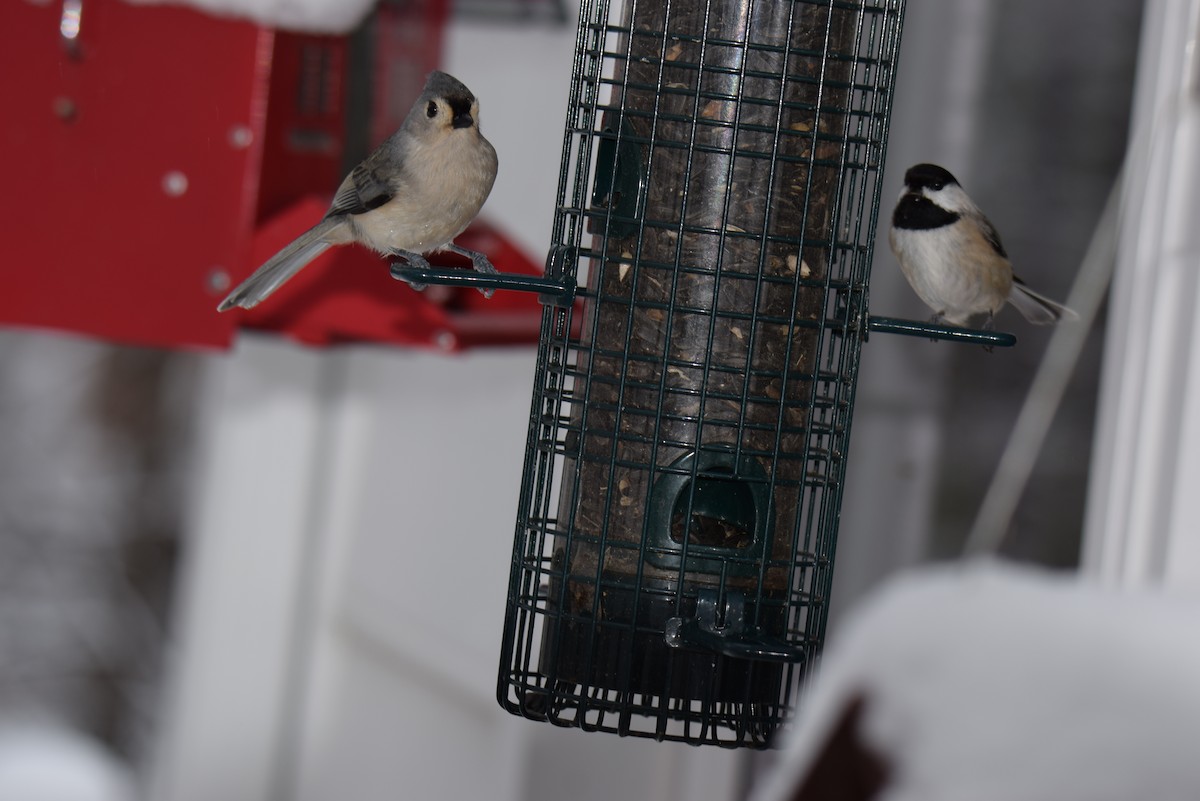 エボシガラ - ML646402407