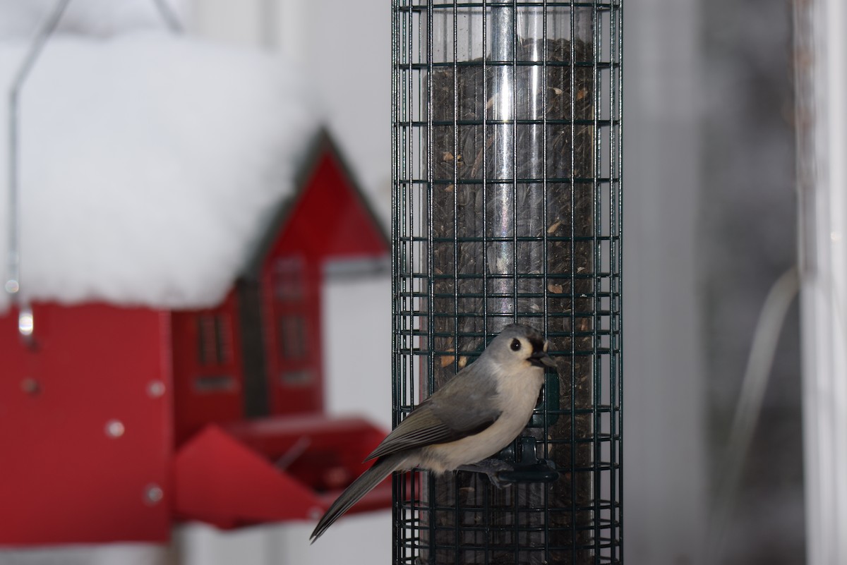 エボシガラ - ML646402408