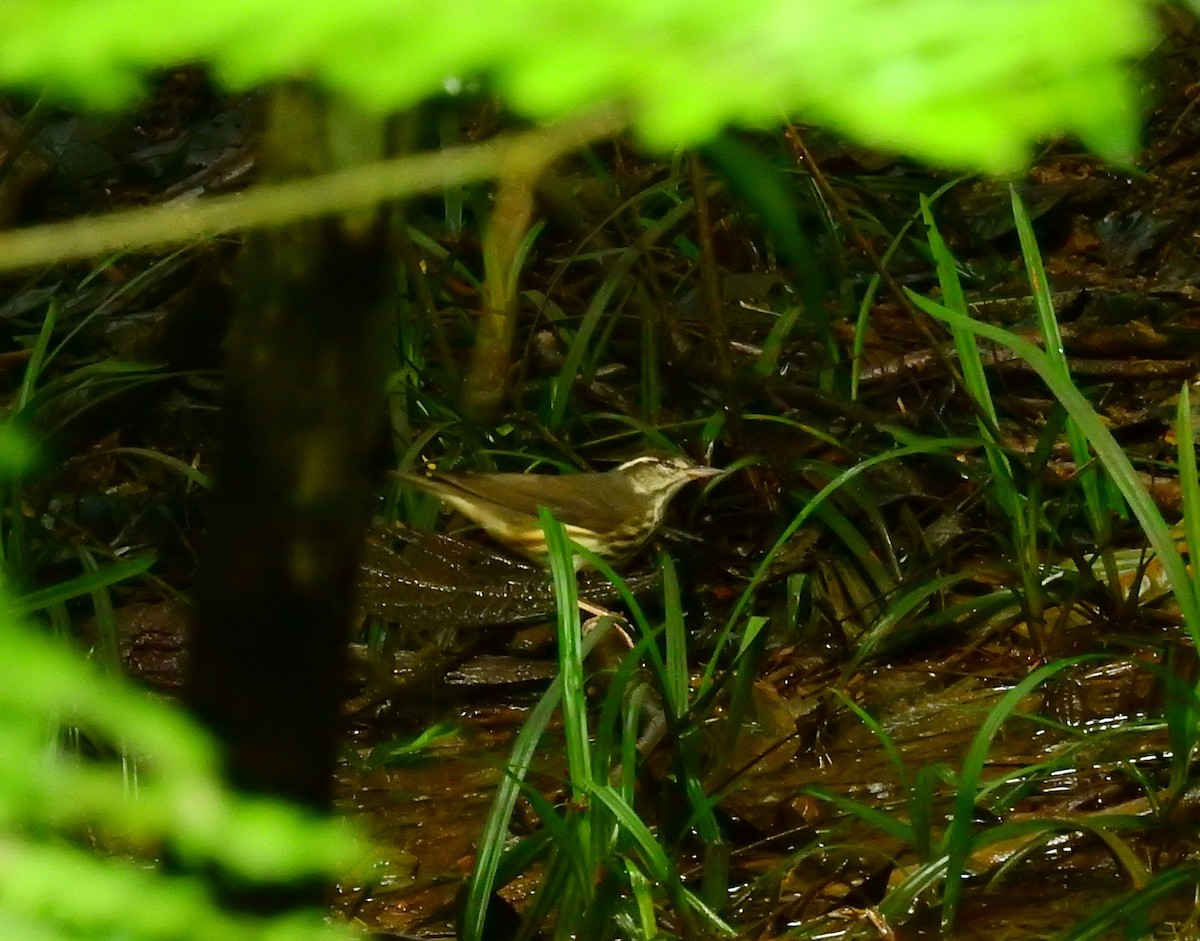 Louisiana Waterthrush - ML646402411