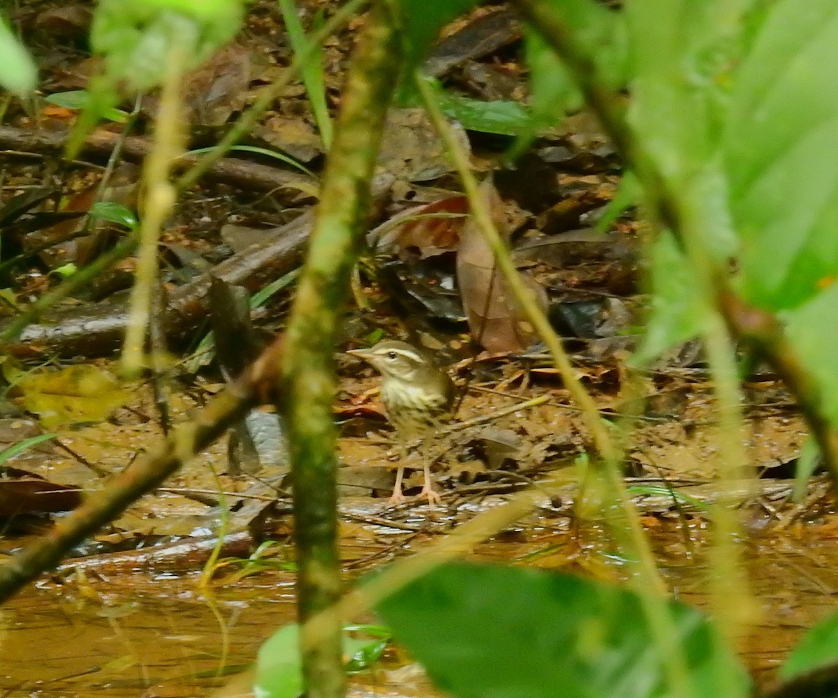 Louisiana Waterthrush - ML646402412