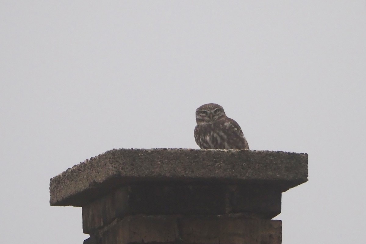 Little Owl (Little) - ML646402420