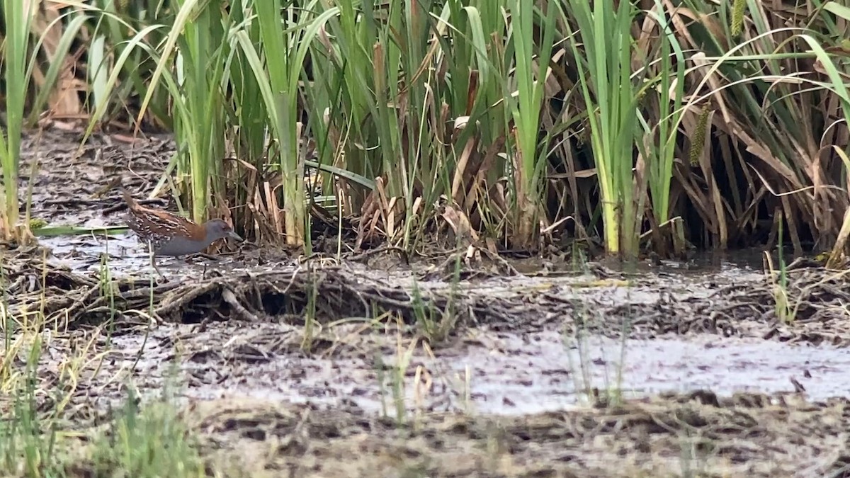 Baillon's Crake - ML646402425